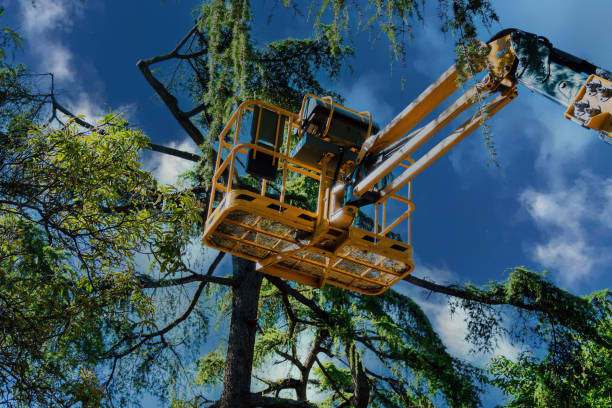 Professional Tree Service in Pocatello, ID